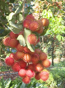 Ảnh hưởng bởi virus corona, chôm chôm chỉ còn 6.000 đồng/kg nhưng thương lái vẫn không mua