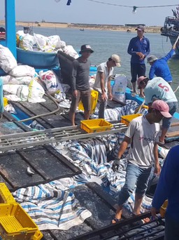 Ngư dân Phú Yên phấn khởi vì trúng đậm cá nục, lãi hàng trăm triệu đồng