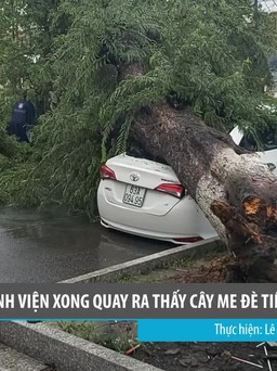 Mưa giông ở Tiền Giang: Vào bệnh viện xong quay ra thấy cây me đè tiêu xế hộp