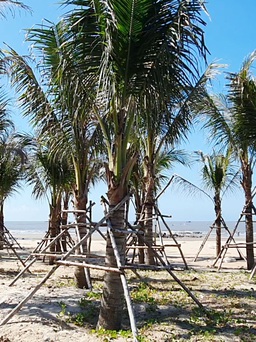 Cận cảnh khu du lịch chiếm hàng ngàn mét vuông bãi biển Long Hải trồng dừa
