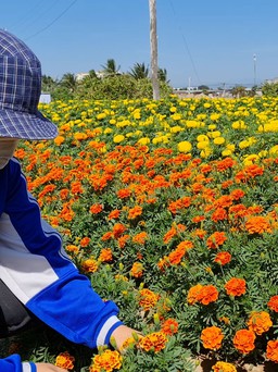 Nông dân làng hoa Mỹ Bình trước giờ “xóa sổ”: ngậm ngùi mùa hoa tết cuối cùng
