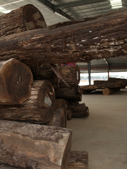 Đưa vào hoạt động trung tâm gỗ nguyên liệu Tavico Long Bình lớn 40 ha