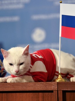 Mèo điếc dự đoán Nga thắng trận khai mạc World Cup