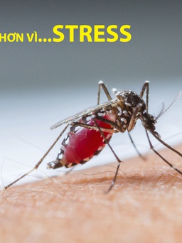 Muỗi dễ chết hơn vì... stress