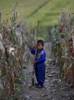 FAO: Triều Tiên thiếu hụt lương thực, nạn đói sẽ trầm trọng hơn