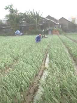 Nhà vườn hoa tết Phú Yên gặp khó vì gió mùa đông bắc