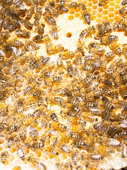 Bế tắc xuất khẩu, mật ong tìm đường về nội địa