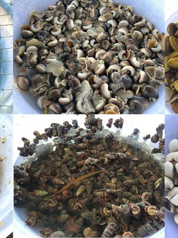 Vùng biển nuôi nghêu, tôm hùm đang ô nhiễm nặng