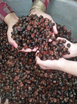 Tiêu thụ nghêu, sò nội địa Việt Nam gấp 5 lần xuất khẩu
