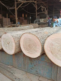 Phần Lan muốn tăng lượng gỗ nguyên liệu nhập khẩu vào Việt Nam