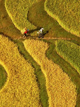 Trung Quốc trồng lúa nước mặn ‘nuôi’ 200 triệu dân