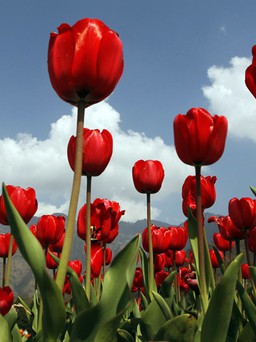 Công ty lớn nhất thời bong bóng hoa tulip đạt 7.900 tỉ USD