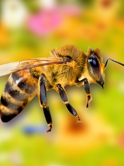 Mẹo vặt: Chữa, giảm sưng khi bị ong đốt