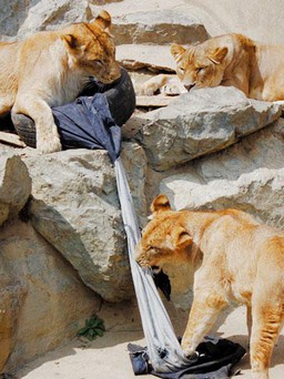 "Mượn tay" sư tử tạo điểm nhấn, Zoo Jeans được bán với giá ngất ngưởng