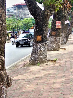 Hàng chục cây xà cừ bị khoét hình chữ nhật tại Hà Nội