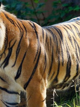 Hổ vồ nát tay nhân viên khu du lịch: Dừng tương tác với động vật hoang dã?