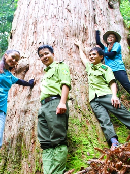 Xúc động ngắm nhìn những 'cụ' cây Việt Nam nghìn năm tuổi