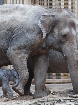 Hết bị lấy ngà, voi còn bị giết lấy da phục vụ nhu cầu từ Trung Quốc