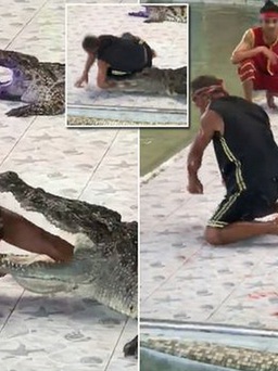 Cá sấu đớp tay người huấn luyện trong lúc diễn xiếc ở Thái Lan