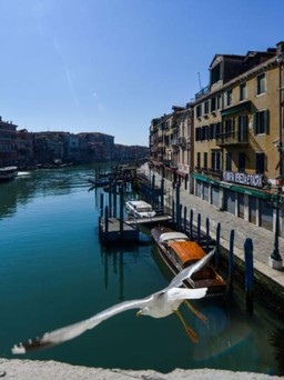 Venice bị phong tỏa, cá heo, thiên nga xuất hiện ở kênh đào