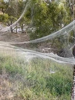 Mạng nhện bao trùm vùng nông thôn Úc