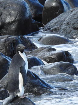 Chim cánh cụt Nam Cực đi lạc gần 5.000 km, đến tận bờ biển New Zealand