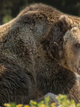 Đang trinh sát, lính Mỹ bị gấu tấn công đến chết ở Alaska