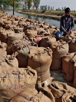 Ấn Độ hạn chế xuất khẩu gạo từ 9.9, nguy cơ lạm phát lương thực gia tăng