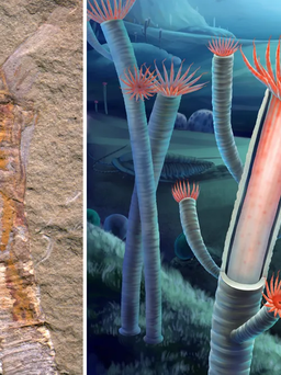 Phát hiện ‘triệu năm có một’ giúp hóa giải bí ẩn về tiến hóa của sự sống