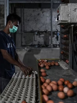 Dân Kuala Lumpur bị 'ám ảnh' vì sợ thiếu trứng gà