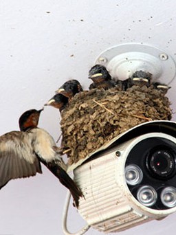 Tổ chim trên... webcam