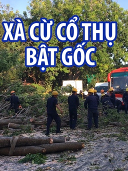 Xà cừ cổ thụ bật gốc trên con đường dọc bờ biển Nha Trang