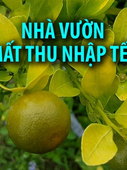 Sắp đến Tết nhưng quất vàng lá, nhà vườn mất thu nhập Tết