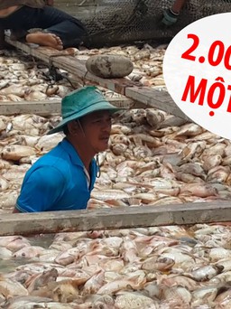 Xót xa bán “rẻ như cho” vì cá chết hàng loạt trên sông La Ngà