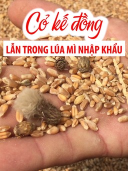 Chặn đứng cỏ kế đồng lẫn trong lúa mì nhập khẩu vào Việt Nam