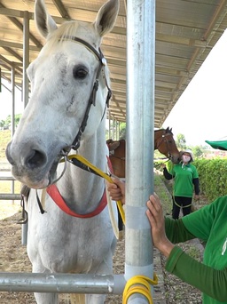 Chuyện chăm sóc những con ngựa đua có giá bằng cả gia tài ở Lâm Đồng