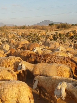 Đàn cừu Ninh Thuận đói xác xơ trong khốn khó của nông dân mùa hạn