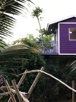 Căn nhà màu tím trên cây bằng lăng có một không hai ở Cần Thơ