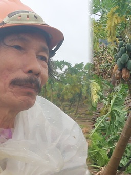 Đau đớn tự tay chặt hạ vườn đu đủ đang thu hoạch vì lũ dữ