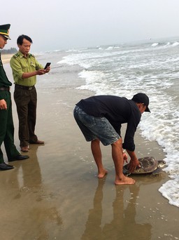 Liên tục xuất hiện rùa biển quý ở vùng biển Chân Mây - Lăng Cô