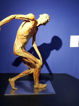 Bảo tồn tử thi bằng công nghệ Plastination tại triển lãm cơ thể người là gì?
