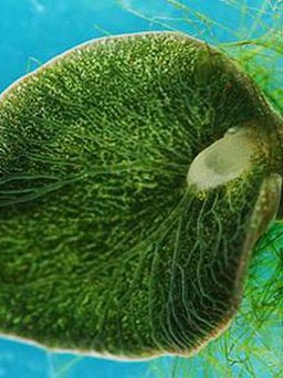 Động vật lai thực vật