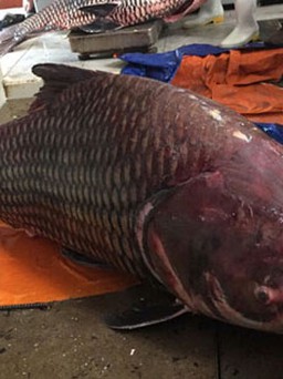 Đưa cá hô 'khổng lồ' từ Campuchia về TP.HCM