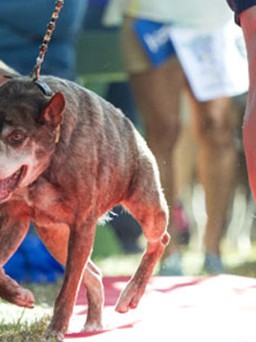 Chó gù lưng giành danh hiệu xấu nhất thế giới