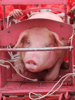 Video: Rợn người lễ hội chém lợn đẫm máu làng Ném Thượng