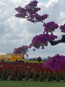 Check-in làng hoa Phú Quốc rộng 15 ha quy tụ hoa kiểng từ khắp miền Tây
