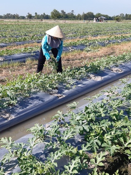 Dưa hấu vụ tết hứa hẹn bội thu