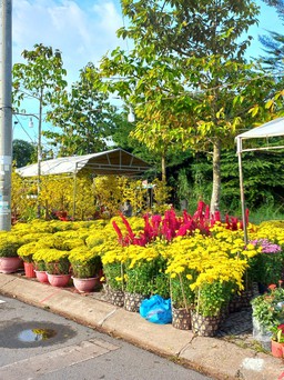 Chợ hoa xuân Cà Mau đìu hiu lạ thường, hạ giá vẫn không bán được