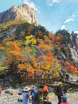 Vì sao Hàn Quốc đột ngột dừng miễn thị thực cho khách Việt đến Gangwon?