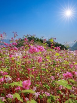Mùa hoa nhuộm hồng cao nguyên đá Hà Giang